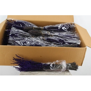 Lavendel Preserved