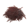 Fern Bracken Preserved Bordeaux