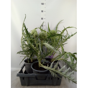Cynara scolymus