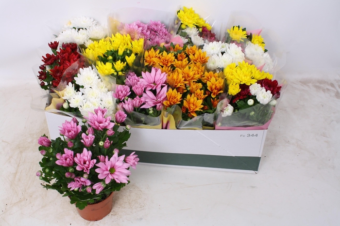 <h4>CHRYS GEM 6 KL</h4>