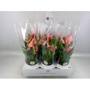 Anthurium andr. 'Lilli'