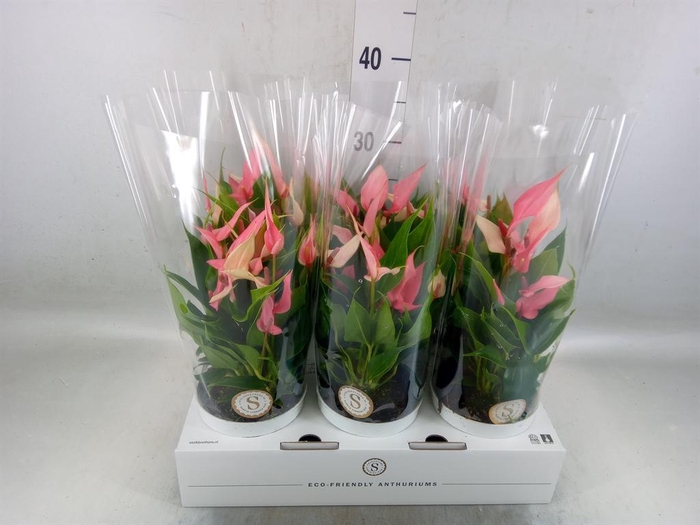 <h4>Anthurium andr. 'Lilli'</h4>