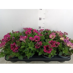 Petunia   ...