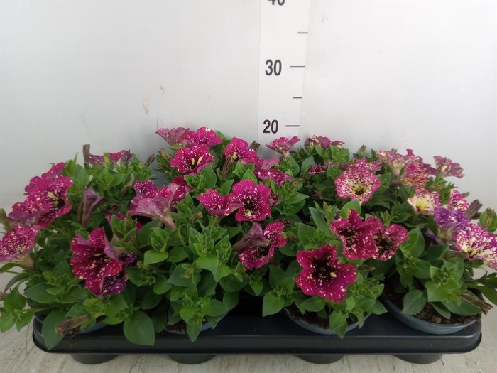 <h4>Petunia ...</h4>