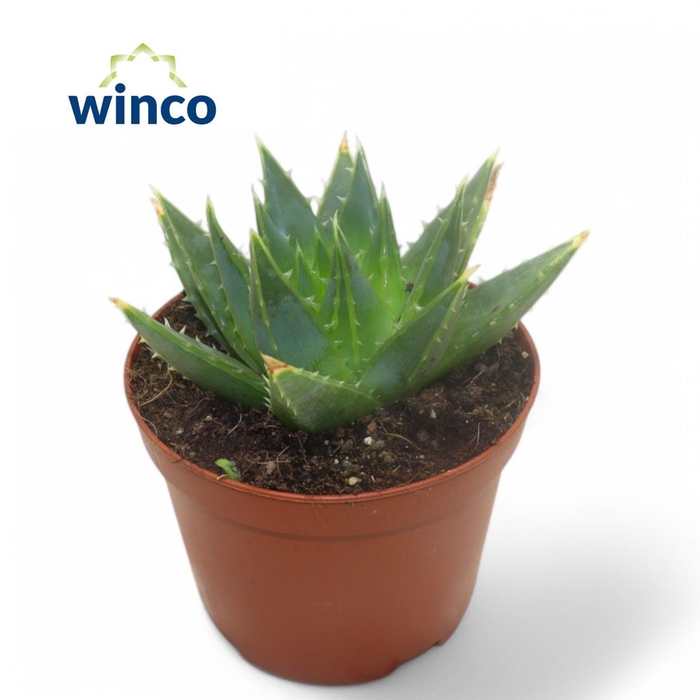 <h4>Aloe Polyph Juveniel</h4>