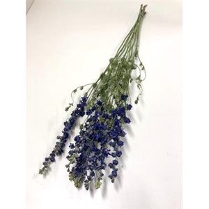 DROOG DELPHINIUM BLAUW