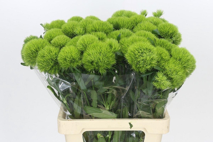<h4>Dianthus Br Kiwi Mellow</h4>