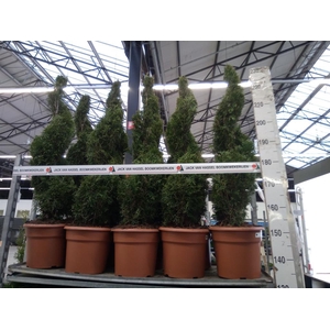 Thuja occid. 'Smaragd'