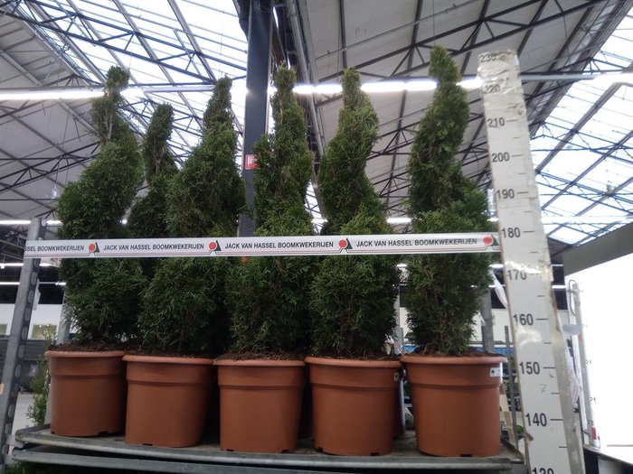 <h4>Thuja occid. 'Smaragd'</h4>