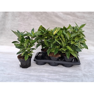 AUCUBA J CROTONIFOLI