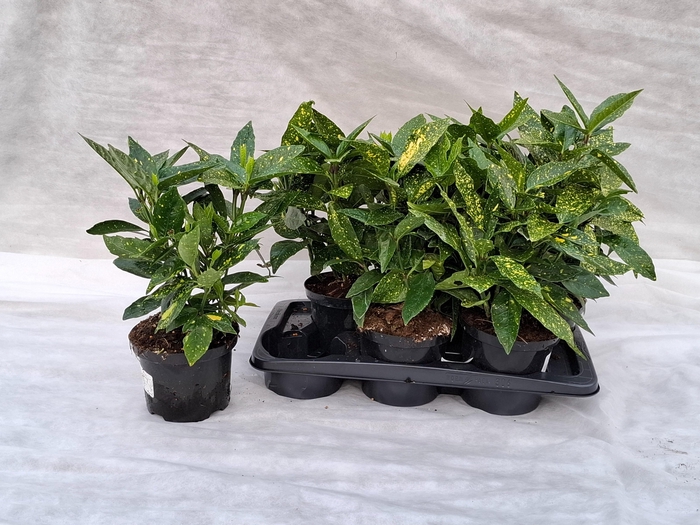 <h4>AUCUBA J CROTONIFOLI</h4>