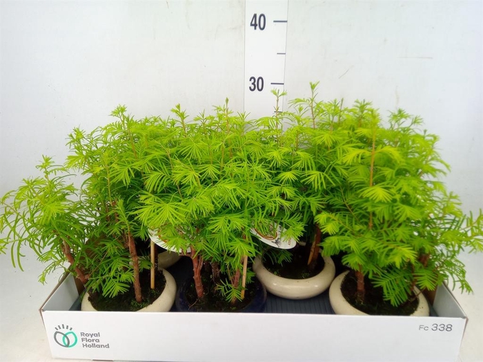 <h4>Bonsai   ...</h4>