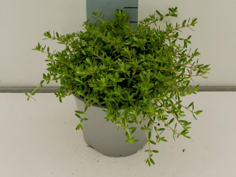 <h4>Satureja montana</h4>