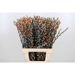 Salix Katjes Kl Bh Blue Bay
