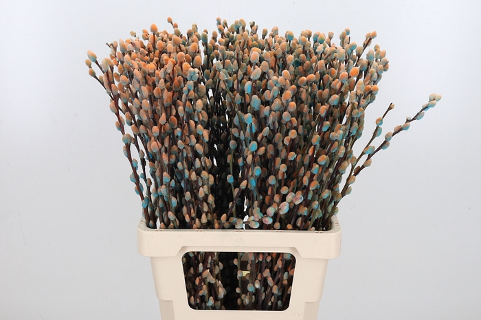 <h4>Salix Katjes Kl Bh Blue Bay</h4>