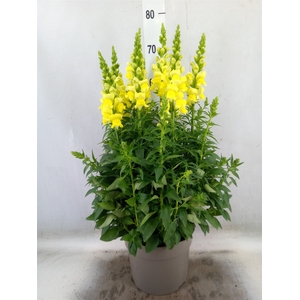 Antirrhinum majus   ...
