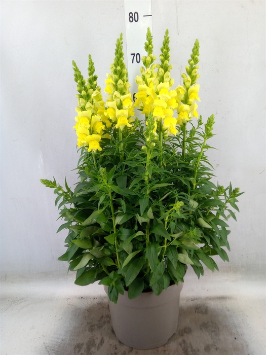 <h4>Antirrhinum majus   ...</h4>