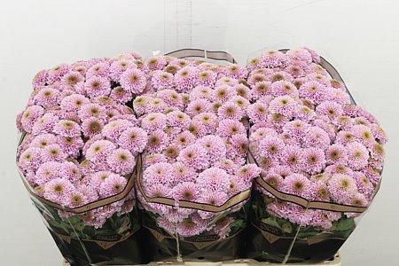 <h4>CHR S DORIA PINK</h4>