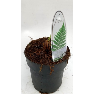 Athyrium filix-femina