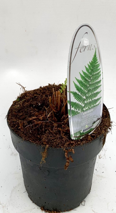 <h4>Athyrium filix-femina</h4>