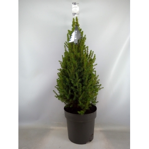 Picea glauca 'Conica'