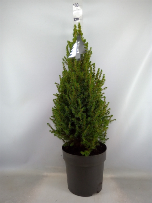 <h4>Picea glauca 'Conica'</h4>