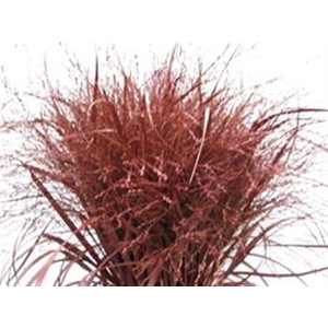 Panicum Warrior Bordeaux