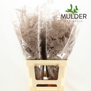 Asp KLB H% M. Getopt Champagne