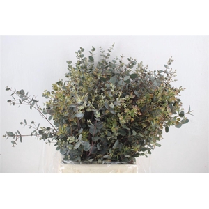 Euca Gunny Short 150gr P Bunch