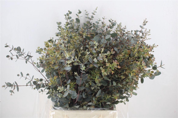 <h4>Euca Gunny Short 150gr P Bunch</h4>