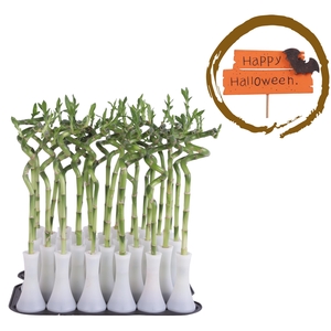 Lucky Bamboo Stem Spiral 35cm in Tube Vase White