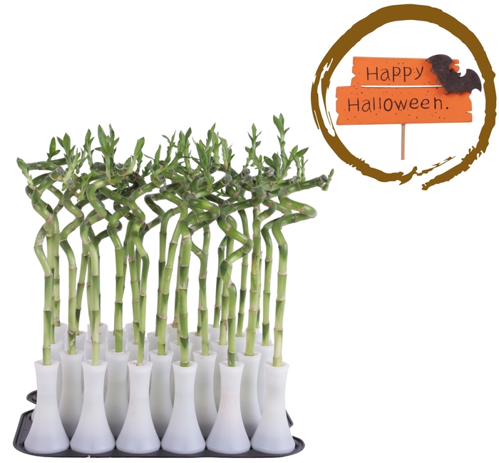 <h4>Lucky Bamboo Stem Spiral 35cm in Tube Vase White</h4>