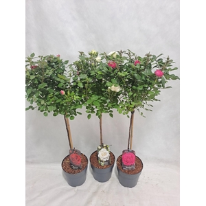 Roos op stam kleinbloemig P19 55cm mix