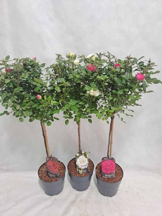 <h4>Roos op stam kleinbloemig P19 55cm mix</h4>