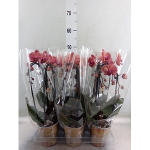 Phalaenopsis  'Elegant Cascade'