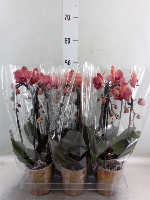 <h4>Phalaenopsis  'Elegant Cascade'</h4>