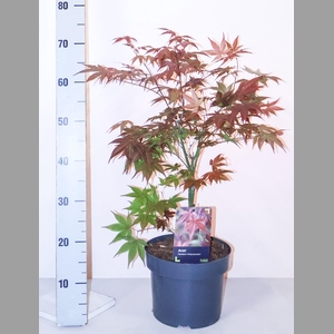 ACER PA ATROPURPUREU