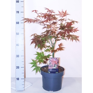 ACER PA ATROPURPUREU