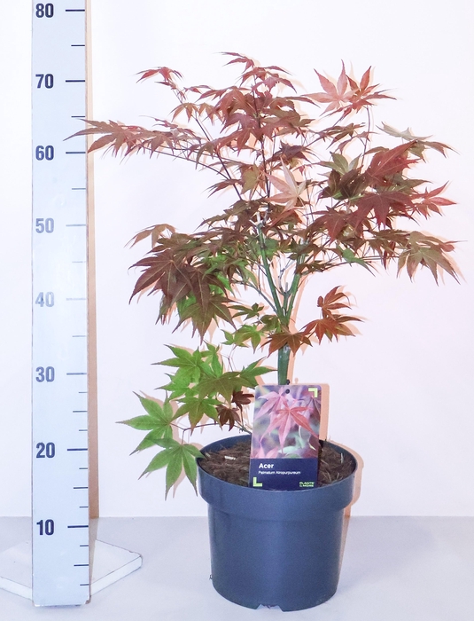 <h4>ACER PA ATROPURPUREU</h4>