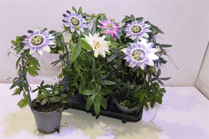 <h4>Pass Caerulea</h4>