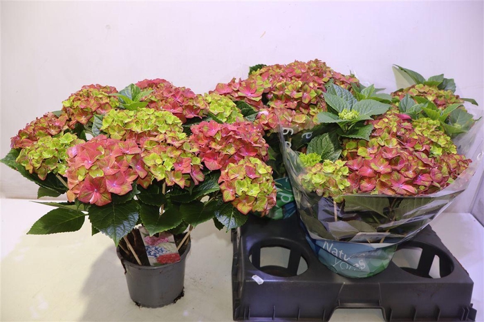 <h4>Hydr M Ov Red</h4>