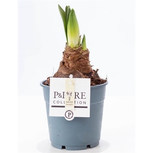 Hippeastrum white P&PURE Collection