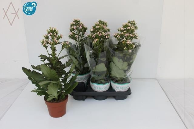 <h4>KALANCHOE FEMININE PINK P14</h4>