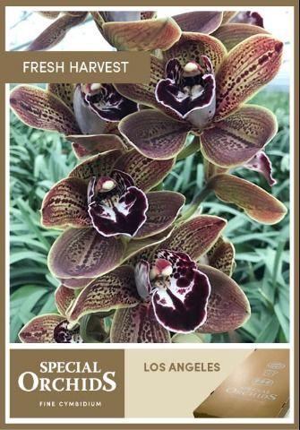 <h4>CYMB T LOS ANGELES</h4>