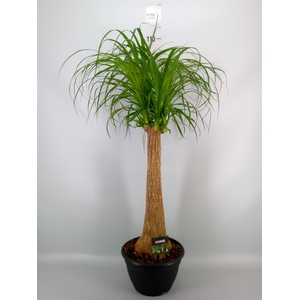 Beaucarnea recurvata