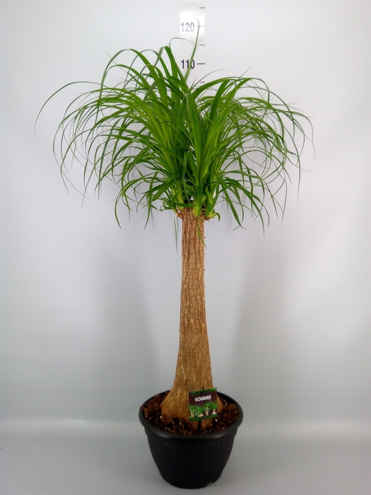 <h4>Beaucarnea recurvata</h4>