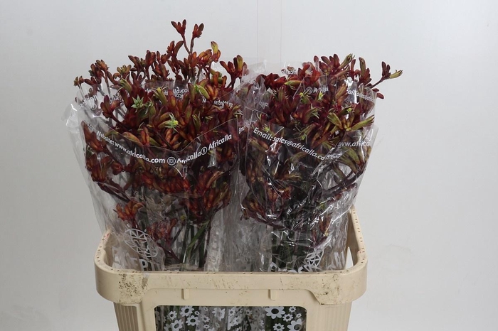 <h4>ANIGOZ EARLY SPRING</h4>