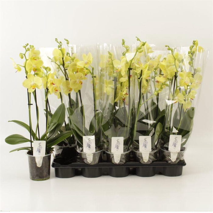 <h4>PHAL OV GEEL</h4>