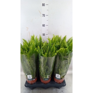 Nephrolepis exal. 'Green Lady'