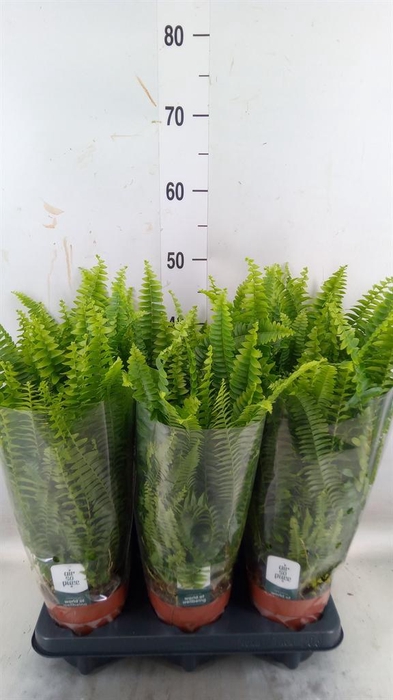 <h4>Nephrolepis exal. 'Green Lady'</h4>